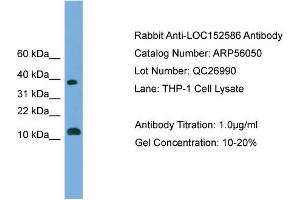 WB Suggested Anti-LOC152586  Antibody Titration: 0. (GL54D Antikörper  (Middle Region))