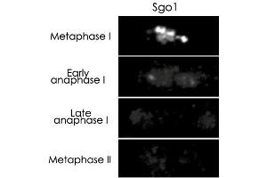 Immunostaining of Shugoshin 1 in synchronized diploid fission yeast. (Shugoshin Antikörper)