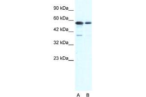 WB Suggested Anti-G22P1 Antibody Titration:  1. (XRCC6 Antikörper  (N-Term))