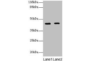 Western blot All lanes: GFOD2 antibody at 2 μg/mL Lane 1: K562 whole cell lysate Lane 2: Hela whole cell lysate Secondary Goat polyclonal to rabbit IgG at 1/10000 dilution Predicted band size: 43, 31, 13 kDa Observed band size: 43 kDa (GFOD2 Antikörper  (AA 1-280))