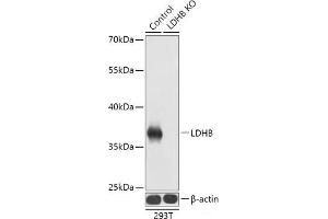 Western blot analysis of extracts from normal (control) and LDHB knockout (KO) 293T cells using LDHB Polyclonal Antibody at dilution of 1:1000. (LDHB Antikörper)
