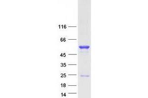 Western Blotting (WB) image for Interferon Related Developmental Regulator 1 (IFRD1) (Transcript Variant 1) protein (Myc-DYKDDDDK Tag) (ABIN2723353)