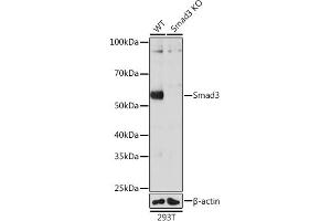 Western blot analysis of extracts from wild type (WT) and Smad3 knockout (KO) 293T cells, using Smad3 antibody (ABIN7270349) at 1:1000 dilution. (SMAD3 Antikörper)
