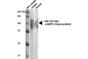 Western Blot analysis of Human, Mouse HEK293 and 3T3NIH cell lysates showing detection of ~100-110 kDa LAMP2 protein using Rat Anti-LAMP2 Monoclonal Antibody, Clone GL2A7 . (LAMP2 Antikörper  (HRP))