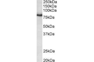 Western Blotting (WB) image for anti-Potassium Voltage-Gated Channel, Shaw-Related Subfamily, Member 3 (KCNC3) (AA 317-328) antibody (ABIN870696)