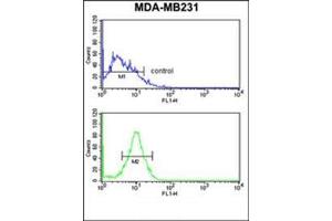 Flow cytometry analysis of MDA-MB231 cells using Peroxin 14 / PEX14 Antibody (C-term) Cat. (PEX14 Antikörper  (C-Term))
