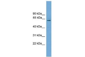 WB Suggested Anti-Plbd1 Antibody Titration:  0. (PLBD1 Antikörper  (N-Term))