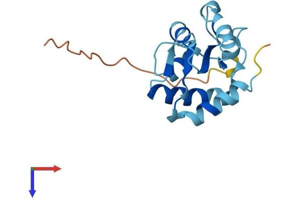 NHP2 Protein (AA 1-153) (His tag)