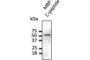 Western Blotting (WB) image for anti-C-Peptide antibody (ABIN6254201) (C-Peptide Antikörper)