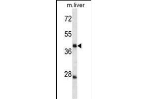 TRIM44 Antibody (C-term) (ABIN1537086 and ABIN2849846) western blot analysis in mouse liver tissue lysates (35 μg/lane). (TRIM44 Antikörper  (C-Term))