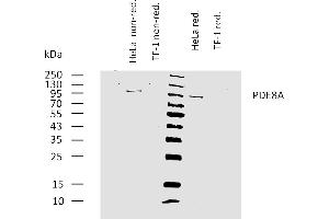 Western bloting analysis of human PDE8A using mouse monoclonal antibody EM-52 on lysates of HeLa cell line and TF-1 cell line (negative control) under non-reducing and reducing conditions. (PDE8A Antikörper)