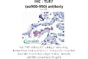 Image no. 2 for anti-Toll-Like Receptor 7 (TLR7) (AA 900-950) antibody (ABIN1740124) (TLR7 Antikörper  (AA 900-950))