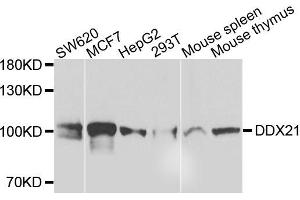 Western blot analysis of extracts of various cells, using DDX21 antibody. (DDX21 Antikörper)
