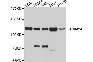 Western blot analysis of extracts of various cells, using TRIM24 antibody. (TRIM24 Antikörper)