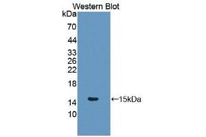 Western blot analysis of the recombinant protein. (Glutaredoxin 1 Antikörper  (AA 2-107))
