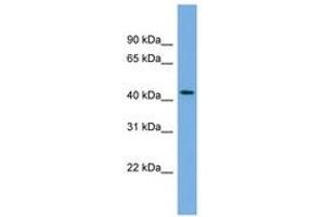 Image no. 1 for anti-Spindle and Kinetochore Associated Complex Subunit 3 (SKA3) (AA 323-372) antibody (ABIN6743837) (SKA3 Antikörper  (AA 323-372))