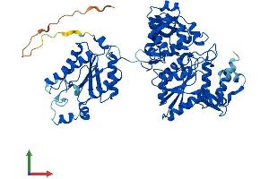 Protein Structure (PS) image for 3'-phosphoadenosine 5'-phosphosulfate Synthase 1 (PAPSS1) (AA 1-624) protein (His tag) (ABIN7554868)