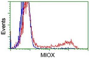 HEK293T cells transfected with either RC210070 overexpress plasmid (Red) or empty vector control plasmid (Blue) were immunostained by anti-MIOX antibody (ABIN2453307), and then analyzed by flow cytometry. (MIOX Antikörper)