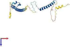 RILPL2 Protein (AA 1-211) (His tag)