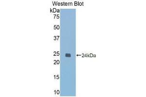 Western Blotting (WB) image for anti-Caspase 1 (CASP1) (AA 119-296) antibody (ABIN3206383) (Caspase 1 Antikörper  (AA 119-296))