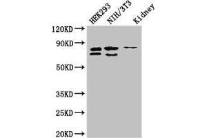 Western Blot Positive WB detected in: HEK293 whole cell lysate, NIH/3T3 whole cell lysate, Mouse kidney tissue All lanes: NUP85 antibody at 2. (NUP85 Antikörper  (AA 201-500))