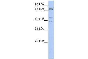 Western Blotting (WB) image for anti-Intracisternal A Particle-Promoted Polypeptide (IPP) antibody (ABIN2459812) (IPP Antikörper)