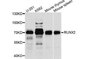 Western blot analysis of extracts of various cell lines, using RUNX2 antibody (ABIN5971482) at 1/1000 dilution. (RUNX2 Antikörper)