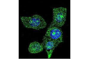 Confocal immunofluorescent analysis of ACOX1 Antibody (ABIN659022 and ABIN2838046) with Hela cell followed by Alexa Fluor® 488-conjugated goat anti-mouse lgG (green). (ACOX1 Antikörper)