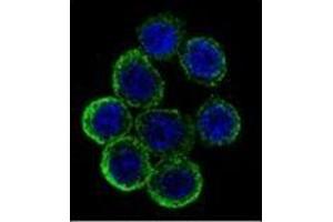 Immunofluorescence (IF) image for anti-Exostosin 2 (EXT2) (AA 188-218), (Middle Region) antibody (ABIN952145)