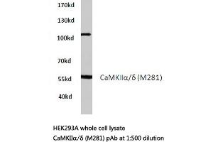 Western blot (WB) analysis of CaMKIIα/δ antibody in extracts from HEK293A cells. (CAMK2A Antikörper)