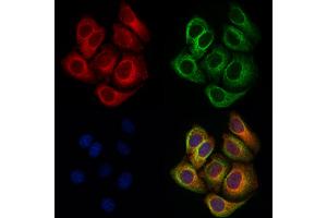 ABIN6263703 and ABIN6276760 staining Hela cells by IF/ICC. (NPPA Antikörper  (C-Term))