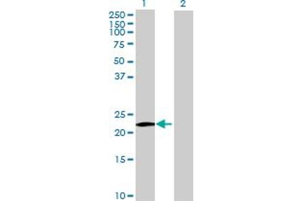 Membrane-Spanning 4-Domains, Subfamily A, Member 8 (MS4A8) (AA 1-250) Antikörper