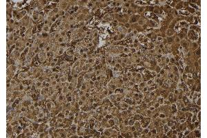 ABIN6272379 at 1/100 staining Human liver tissue by IHC-P. (OTUB2 Antikörper  (Internal Region))
