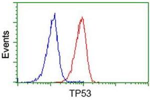 Image no. 3 for anti-Tumor Protein P53 (TP53) antibody (ABIN1499974) (p53 Antikörper)