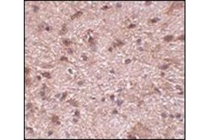Immunohistochemistry of NIPSNAP3B in mouse brain tissue with this product at 2. (NIPSNAP3B Antikörper  (Center))