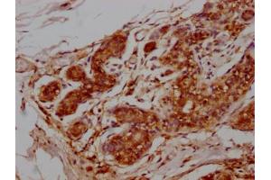 Immunohistochemistry (IHC) image for anti-CD9 (CD9) (AA 112-195) antibody (ABIN7147202)