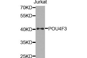 Western blot analysis of extracts of Jurkat cells, using POU4F3 antibody. (POU4F3 Antikörper)