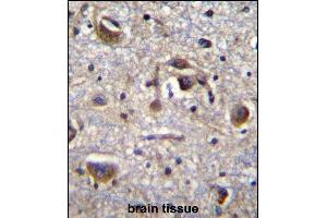 PK14 Antibody (Center /) (ABIN656420 and ABIN2845711) immunohistochemistry analysis in forlin fixed and paraffin embedded hun brain tissue followed by peroxidase conjugation of the secondary antibody and DAB staining.