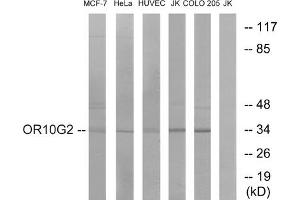 Western blot analysis of extracts from MCF-7 cells, HeLa cells, HUVEC cells, Jurkat cells and COLO cells, using OR10G2 antibody. (OR10G2 Antikörper  (C-Term))