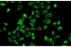 Immunofluorescence analysis of A-549 cells using HSD3B2 Polyclonal Antibody (HSD3B2 Antikörper)