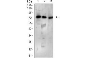 Western blot analysis using BTRC mouse mAb against Ramos (1), MCF-7 (2), and K562 (3) cell lysate. (BTRC Antikörper  (AA 24-151))