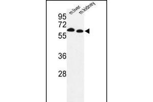 Western blot analysis of mouse Prodh Antibody (Center) (ABIN1881685 and ABIN2842377) in mouse liver, kidney tissue lysates (35 μg/lane). (PRODH Antikörper  (AA 130-155))