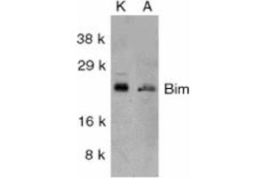 Image no. 2 for anti-BCL2-Like 11 (Apoptosis Facilitator) (BCL2L11) (Internal Region) antibody (ABIN201915) (BIM Antikörper  (Internal Region))