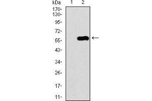 Western blot analysis using C17ORF53 mAb against HEK293 (1) and C17ORF53 (AA: 282-527)-hIgGFc transfected HEK293 (2) cell lysate. (C17orf53 Antikörper  (AA 282-527))