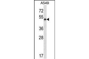 Western blot analysis in A549 cell line lysates (35ug/lane). (PNLIP Antikörper  (C-Term))
