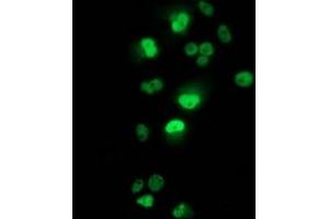 Immunofluorescence (IF) image for anti-Tumor Protein P53 (TP53) antibody (ABIN1499973) (p53 Antikörper)