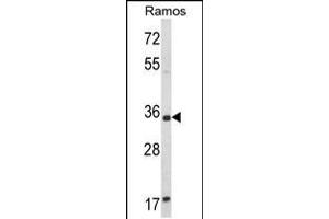 Western blot analysis of ACY3 Antibody in Ramos cell line lysates (35ug/lane) (Aminoacylase 3 Antikörper  (AA 66-95))