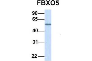 Western Blotting (WB) image for anti-F-Box Protein 5 (FBXO5) (C-Term) antibody (ABIN2774700)