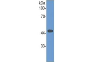Western Blotting (WB) image for Growth Differentiation Factor 11 (GDF11) ELISA Kit (ABIN6720581)
