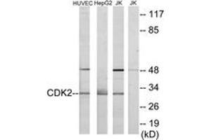 Western blot analysis of extracts from HuvEc/HepG2/Jurkat cells, using CDK2 Antibody. (CDK2 Antikörper  (AA 231-280))